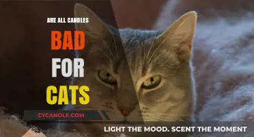 Candle Dangers: Are Cats at Risk?