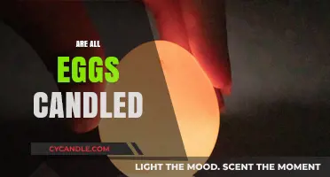 Candling Eggs: A Necessary Process for Quality Assurance