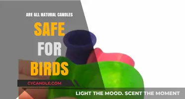 Natural Candles and Birds: Are They Truly Safe for Your Feathered Friends?