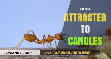 How Ants and Candles Interact