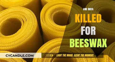 Are Bees Harmed for Beeswax? Uncovering the Truth Behind Production