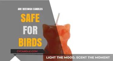 Are Beeswax Candles Bird-Safe? A Pet Owner's Guide