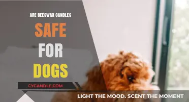 Beeswax Candles and Dogs: Safety Tips for Pet Owners