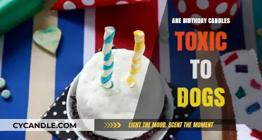 Birthday Candles: Are They Safe for Dogs?