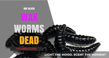 Unveiling the Truth: Are Black Wax Worms Truly Deceased?