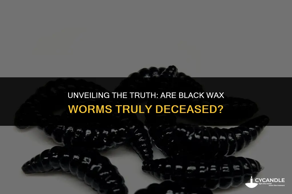 are black wax worms dead