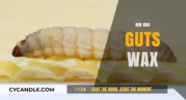Exploring the Surprising Truth: Are Bug Guts Really Wax?