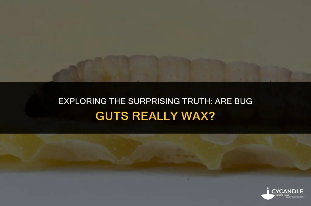are bug guts wax