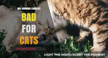 Are Burning Candles Harmful to Cats? What Pet Owners Should Know