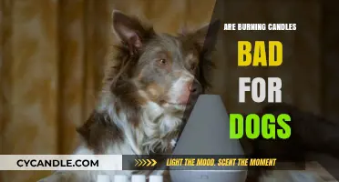 Are Burning Candles Harmful to Dogs? What Pet Owners Need to Know