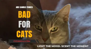 Candle Fumes: Are They Harmful to Cats?