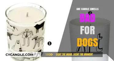 Candle Scents: Are They Safe for Dogs?