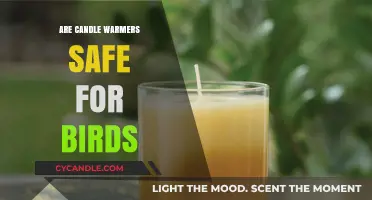 Are Candle Warmers Bird-Safe? Essential Tips for Pet Owners