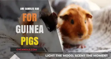 Candle Fumes: Are They Safe for Guinea Pigs?