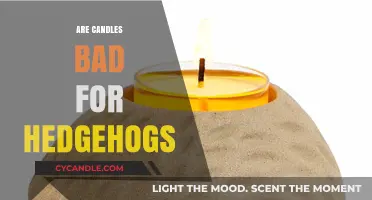 Candle Dangers: Are They Safe to Use With Hedgehogs Around?