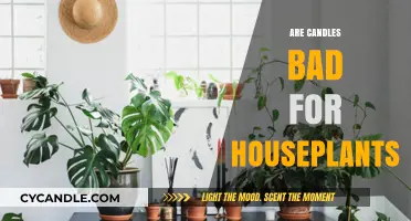 Candles and Houseplants: A Healthy Mix?