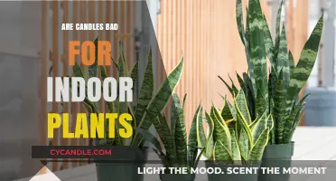 Candles and Indoor Plants: A Healthy Mix?