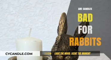 Candles and Rabbits: A Safe Combination?