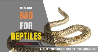 Candles and Reptiles: A Safe Combination?