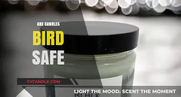 Are Candles Bird Safe? A Guide to Pet-Friendly Aromas