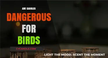 Candle Dangers: Birds and Toxins