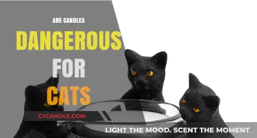 Candles and Cats: A Dangerous Mix?