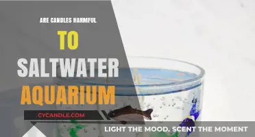 Candles and Saltwater Aquariums: A Safe Combination?