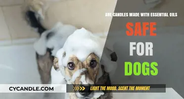 Are Essential Oil Candles Safe for Dogs? What Pet Owners Should Know