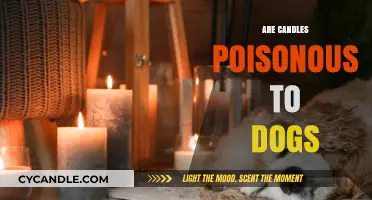 Candle Toxins: Are They Harmful to Dogs?