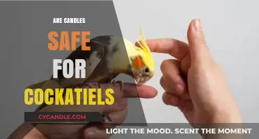 Are Candles Safe for Cockatiels? Essential Tips for Pet Owners