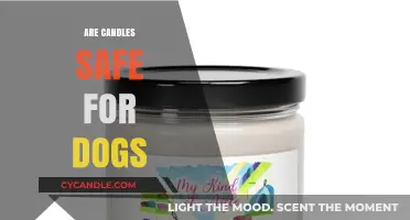Are Candles Safe for Dogs? Pet-Friendly Tips and Alternatives