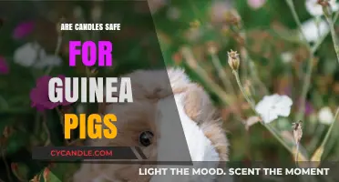 Candle Safety for Guinea Pigs: What Every Owner Should Know