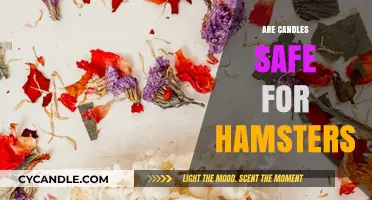 Candle Safety for Hamsters: What Every Pet Owner Should Know