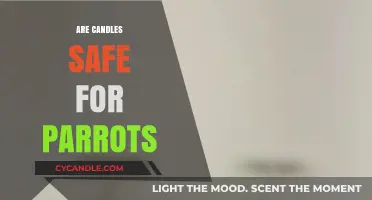 Are Candles Safe for Parrots? Essential Tips for Pet Owners