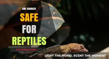 Candle Safety for Reptiles: What Every Pet Owner Should Know