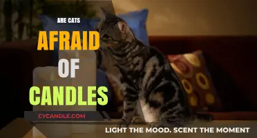 How Cats React to Candles: A Safety Guide