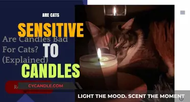 Candles and Cats: A Safe Combination?