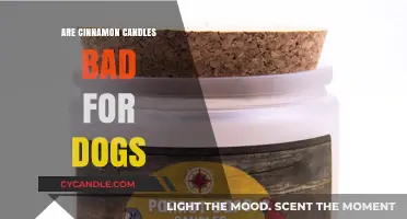 Cinnamon Candles: Are They Safe for Dogs?