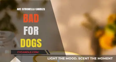 Citronella Candles: Safe or Harmful to Dogs?