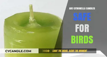 Citronella Candles and Bird Safety: What Pet Owners Need to Know
