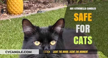 Are Citronella Candles Safe for Cats? What Pet Owners Need to Know