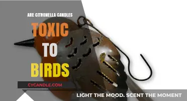 Citronella Candles: Safe or Toxic for Birds?