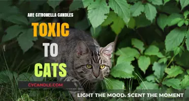 Citronella Candles: Are They Safe for Cats?