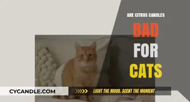 Citrus Candles: Are They Safe for Cats?