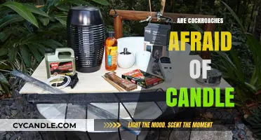 Cockroaches and Candles: A Pest's Fear Factor?