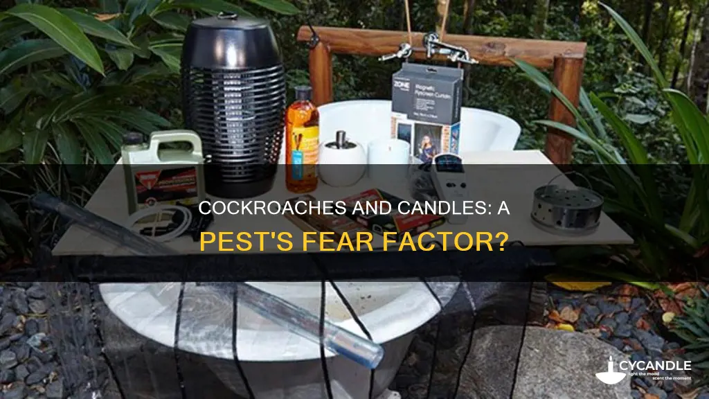 are cockroaches afraid of candle