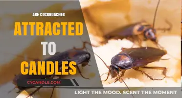 Cockroaches and Candles: An Unlikely Attraction