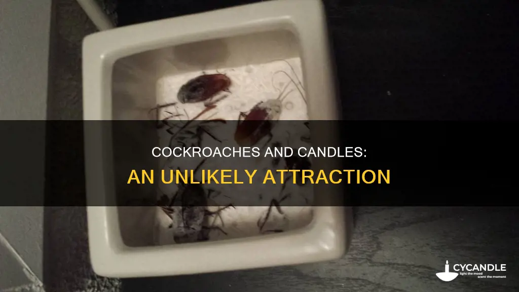 are cockroaches attracted to candles