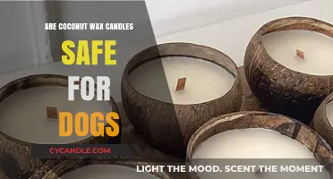 Coconut Wax Candles: Are They Pet-Safe for Your Dog?