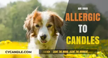 Candles and Dogs: A Safe Combination?